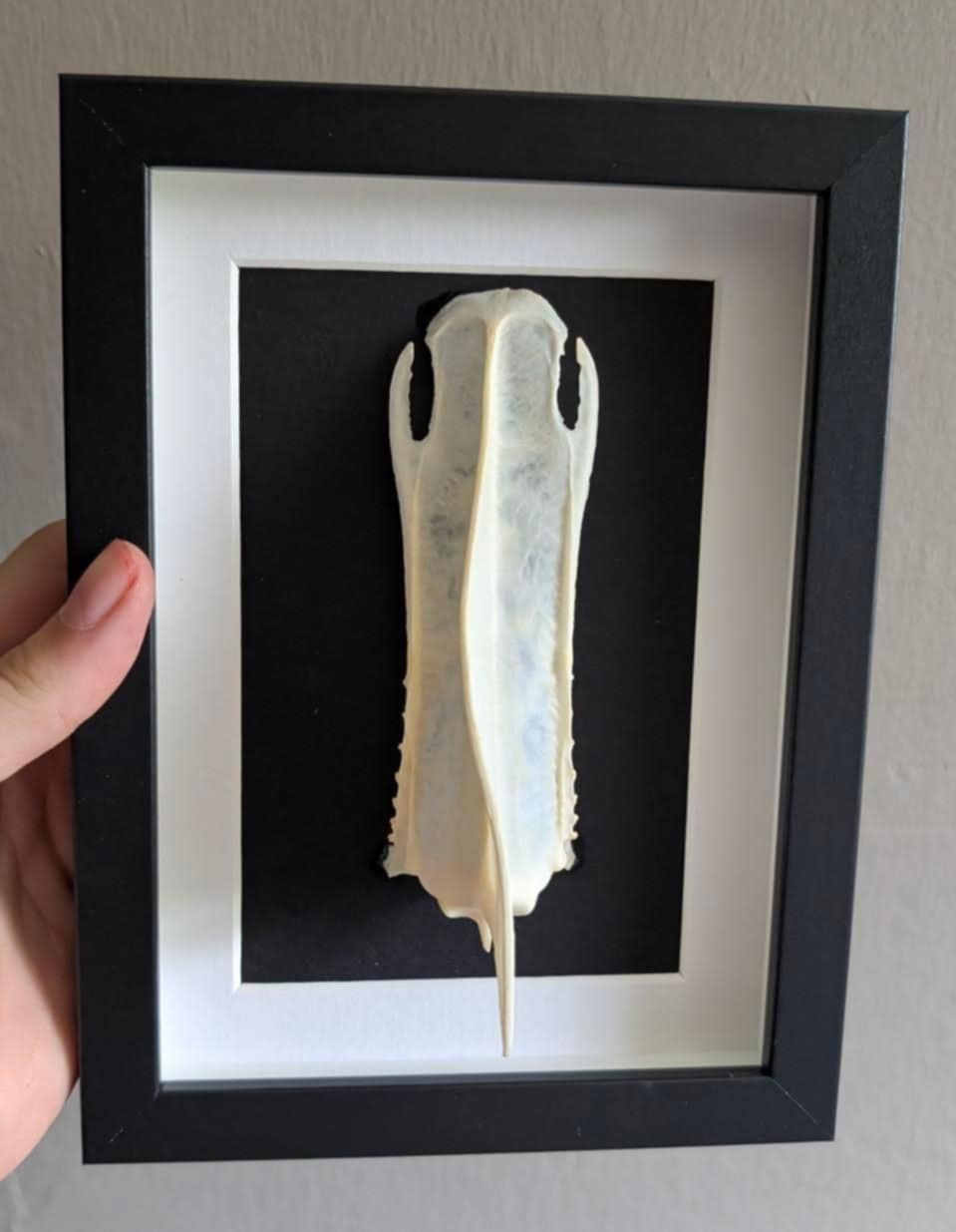 Guillemot Breastbone Frame