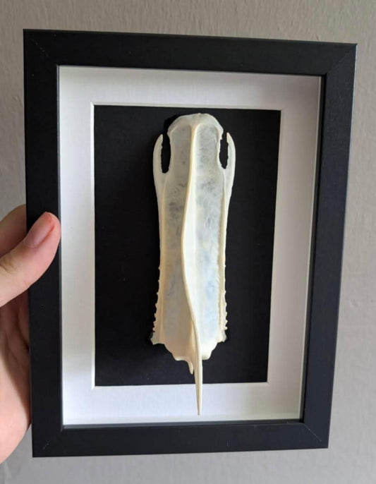 Guillemot Breastbone Frame